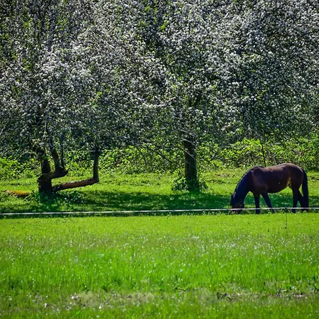 Makov Hrib By Interhome Trsce